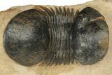 Paralejurus Trilobite Fossil - Foum Zguid, Morocco #204306-4